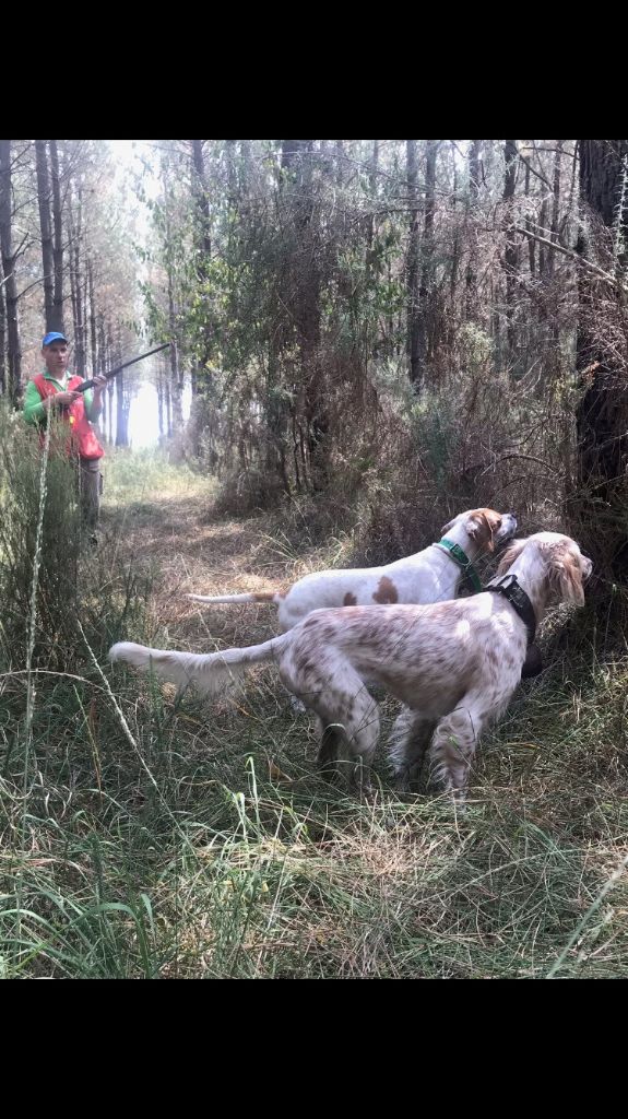 Les Setter Anglais de l'affixe du bois des rousses