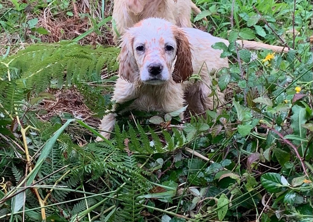 du bois des rousses - Chiot disponible  - Setter Anglais