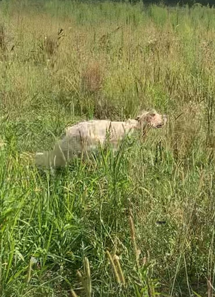 Volta du bois des rousses