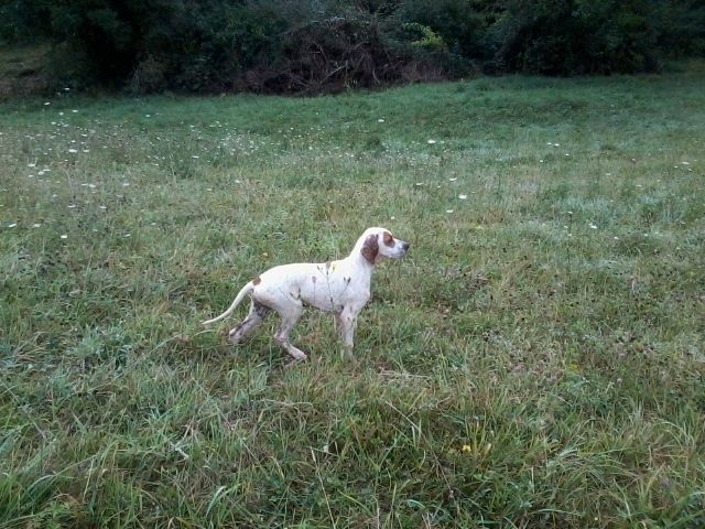 Chiots Kaka X Divine