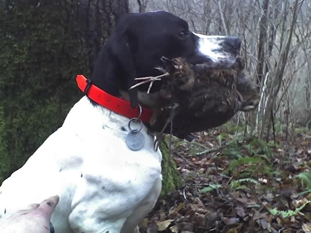 Photos de chasse