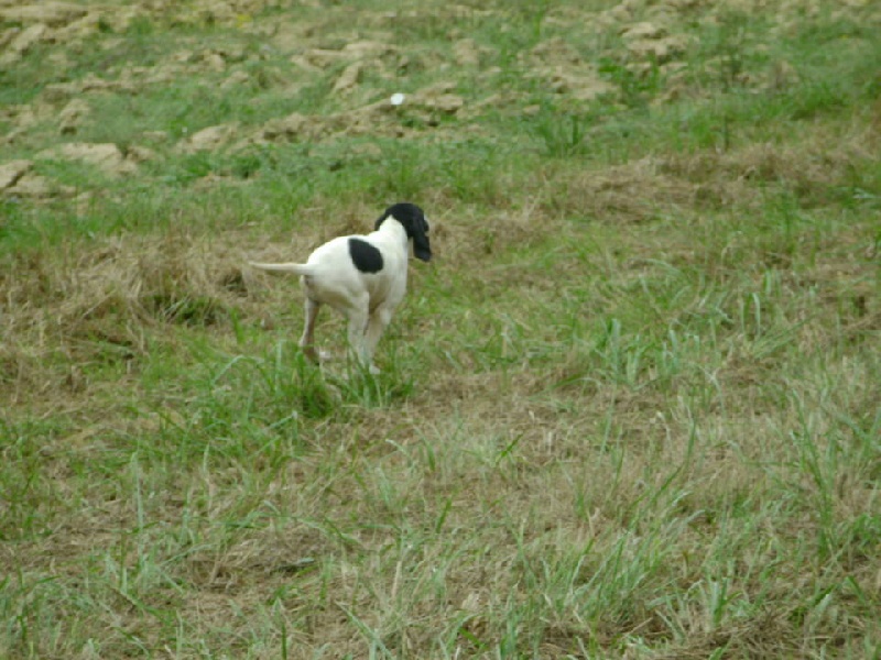 Chiots de Tréma x Tambo