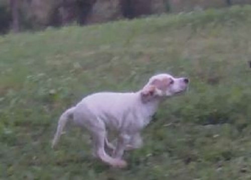 Chiots Eden X Kaka (1mois1/2)
