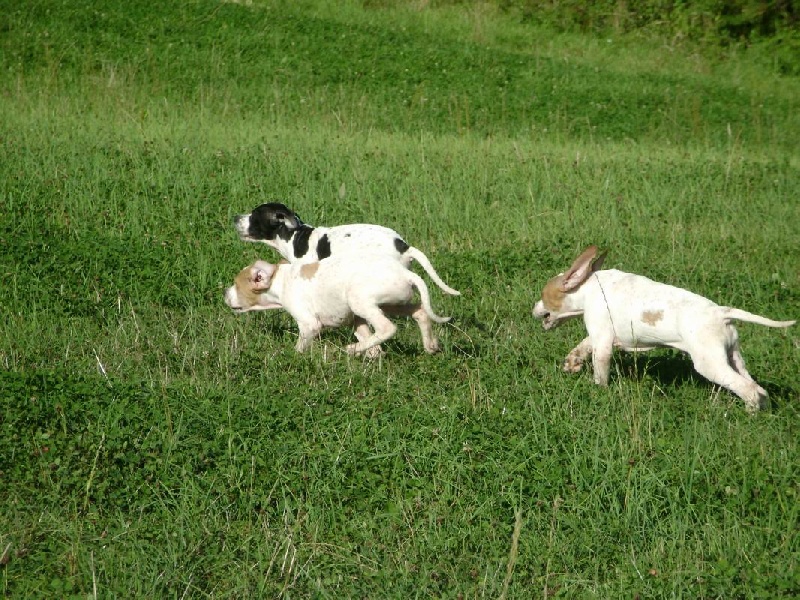 Chiots de Bella X Tino