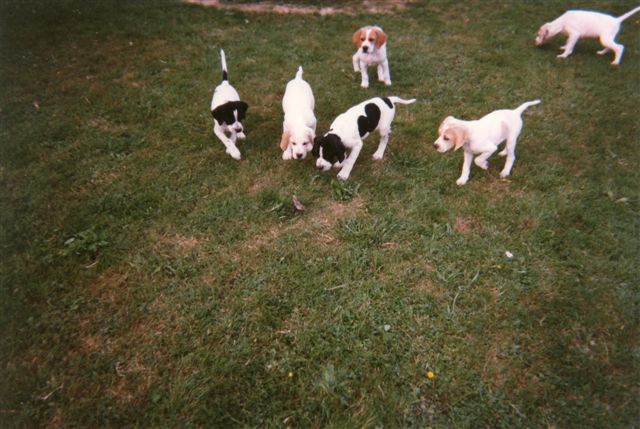 Photos de chiots de l'élevage